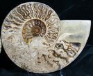 Huge Choffaticeras Ammonite - Rare! #7578-1